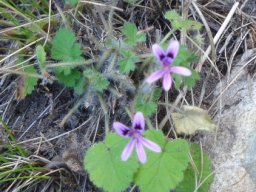 Pelargonium columbinum